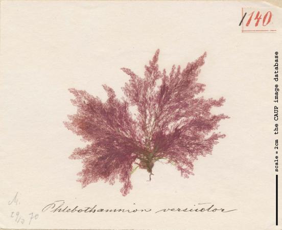 Callithamnion corymbosum_140.jpg